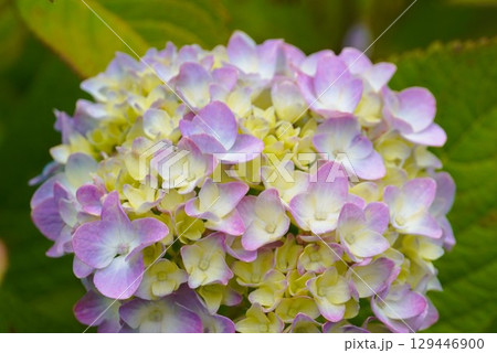 アジサイ 129446900