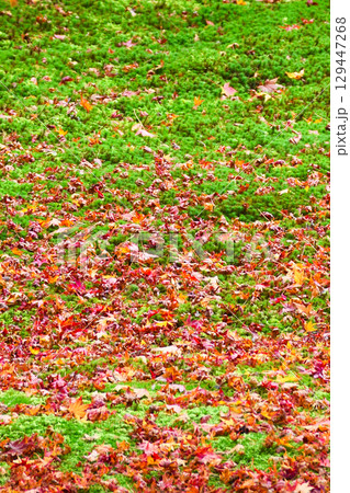 大原　三千院　有清園　美しい紅葉と散りもみじ　（京都府京都市左京区） 129447268