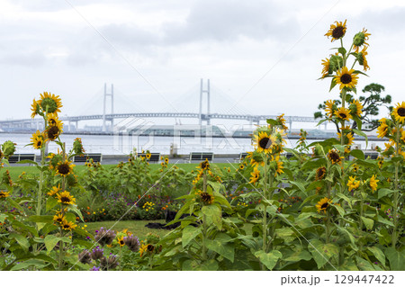 山下公園の夏 129447422