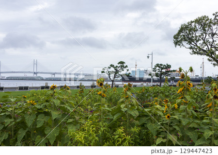 山下公園の夏 129447423
