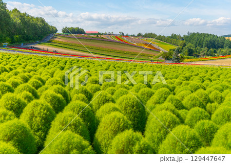 四季彩の丘　夏の美瑛　北海道 129447647