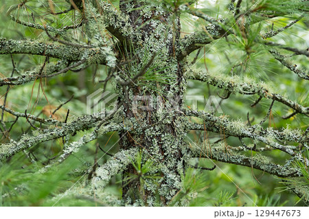 Close up view of green pine tree trunk with lichen and branches in forest. 129447673