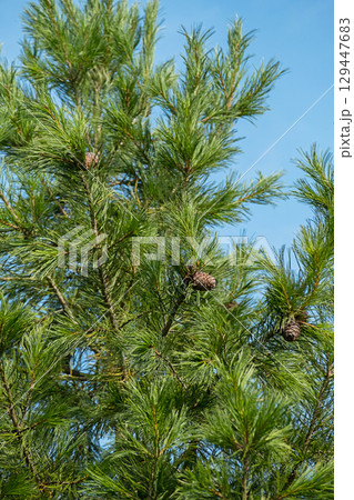 Green pine tree branches with long needles and brown cones against a clear blue sky. Green pine tree branches with long needles and brown cones against a clear blue sky. 129447683