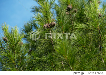 Pine tree branches with green needles and cones against a blue sky. Pine tree branches with green needles and cones against a blue sky. 129447684