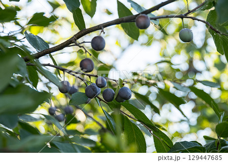 Ripen blue plums hanging from a branch in the sunny orchard. 129447685