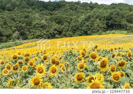 夏の三ノ倉高原(スキー場) ひまわり畑 福島県喜多方市 夏の三ノ倉高原(スキー場) ひまわり畑 福島県喜多方市 129447710
