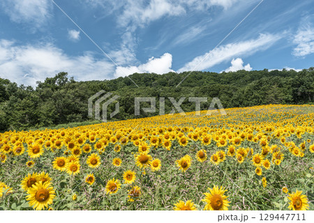 夏の三ノ倉高原(スキー場) ひまわり畑 福島県喜多方市 夏の三ノ倉高原(スキー場) ひまわり畑 福島県喜多方市 129447711