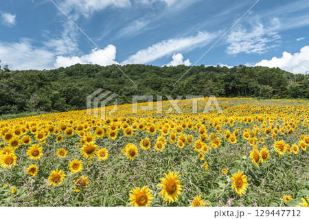夏の三ノ倉高原(スキー場) ひまわり畑 福島県喜多方市 夏の三ノ倉高原(スキー場) ひまわり畑 福島県喜多方市 129447712