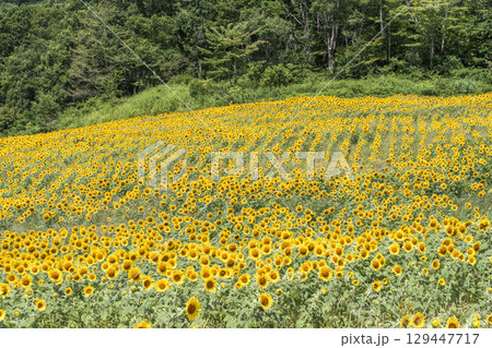 夏の三ノ倉高原(スキー場) ひまわり畑 福島県喜多方市 夏の三ノ倉高原(スキー場) ひまわり畑 福島県喜多方市 129447717