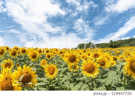 夏の三ノ倉高原(スキー場) ひまわり畑 福島県喜多方市 夏の三ノ倉高原(スキー場) ひまわり畑 福島県喜多方市 129447720