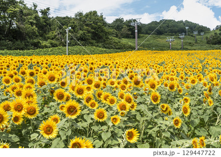 夏の三ノ倉高原(スキー場) ひまわり畑 福島県喜多方市 夏の三ノ倉高原(スキー場) ひまわり畑 福島県喜多方市 129447722