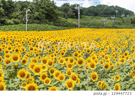 夏の三ノ倉高原(スキー場) ひまわり畑 福島県喜多方市 夏の三ノ倉高原(スキー場) ひまわり畑 福島県喜多方市 129447723