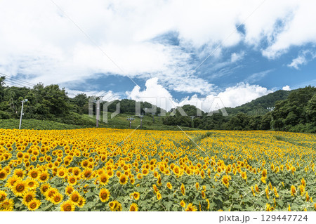 夏の三ノ倉高原(スキー場) ひまわり畑 福島県喜多方市 夏の三ノ倉高原(スキー場) ひまわり畑 福島県喜多方市 129447724
