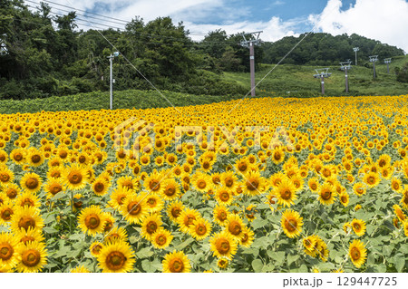 夏の三ノ倉高原(スキー場) ひまわり畑 福島県喜多方市 夏の三ノ倉高原(スキー場) ひまわり畑 福島県喜多方市 129447725