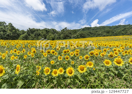 夏の三ノ倉高原(スキー場) ひまわり畑 福島県喜多方市 夏の三ノ倉高原(スキー場) ひまわり畑 福島県喜多方市 129447727