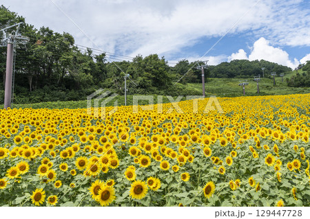 夏の三ノ倉高原（スキー場）　ひまわり畑　福島県喜多方市 129447728