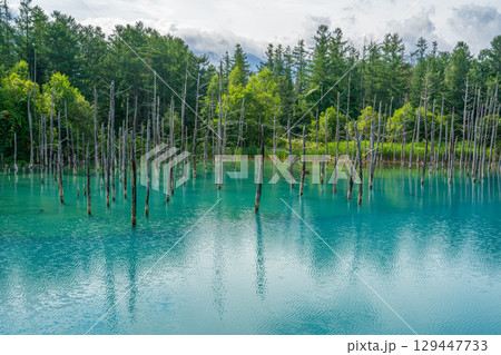 夏の青い池　北海道旭川市　美瑛 129447733