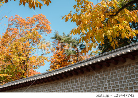 Seosulla-gil Stonewall Walkway Road with autumn forest in Seoul, Korea Seosulla-gil Stonewall Walkway Road with autumn forest in Seoul, Korea 129447742