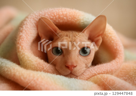 AI generated image of a cute Peterbald cat with big eyes peeking out from a cozy pastel blanket. The soft lighting and fuzzy texture create a warm and inviting atmosphere, perfect for evoking feelings 129447848