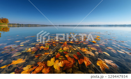 湖面に浮かぶ色鮮やかな紅葉の落ち葉と青空 129447934