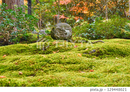 大原 三千院 わらべ地蔵と散りもみじ (京都府京都市左京区) 大原 三千院 わらべ地蔵と散りもみじ (京都府京都市左京区) 129448021