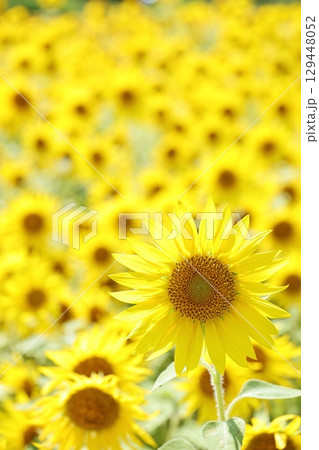 2025 向日葵 17 2025 向日葵 17 129448052