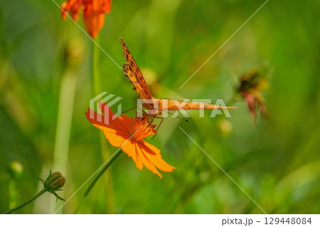 満開のキバナコスモスの蜜を吸うツマグロヒョウモン オス 満開のキバナコスモスの蜜を吸うツマグロヒョウモン オス 129448084