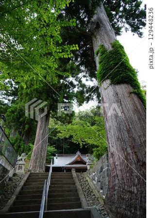 伊豆修善寺 日枝神社参道の大木 伊豆修善寺 日枝神社参道の大木 129448236