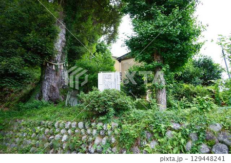 伊豆修善寺 日枝神社のイチイガシ 伊豆修善寺 日枝神社のイチイガシ 129448241