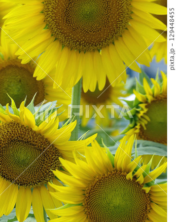 稲沢市千代田ひまわり畑 129448455