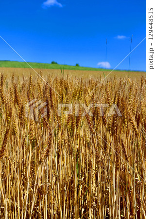 麦畑と大空（北海道・美瑛町・びえいちょう） 129448515