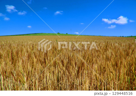 麦畑と大空（北海道・美瑛町・びえいちょう） 129448516