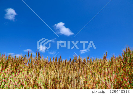 麦畑と大空（北海道・美瑛町・びえいちょう） 129448518