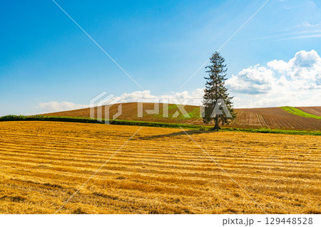 夏のクリスマスツリーの木　美瑛　北海道　旭川 129448528