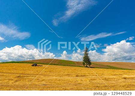 夏のクリスマスツリーの木 美瑛 北海道 旭川 夏のクリスマスツリーの木 美瑛 北海道 旭川 129448529