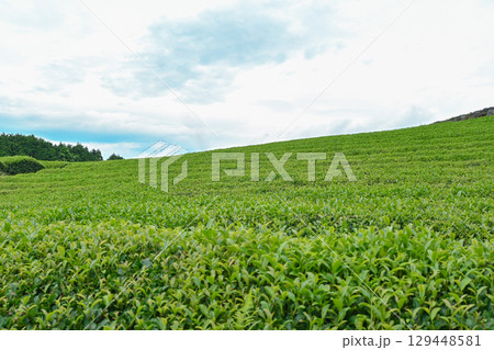 茶畑のある風景 茶畑のある風景 129448581