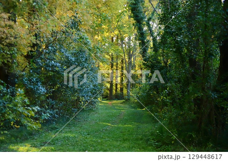 夕方の森林 129448617