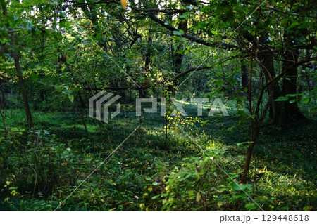 光が差し込む森の小道 129448618