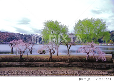 春の千波湖 129448624