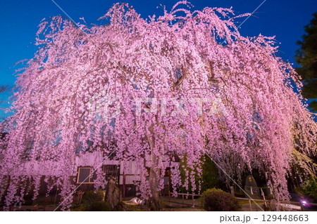 本満寺　桜 129448663