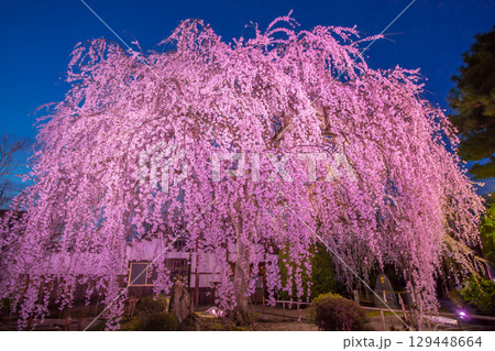 本満寺　桜 129448664