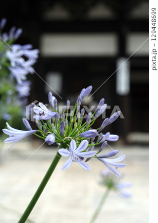 寺院の楼門と青い花 寺院の楼門と青い花 129448699