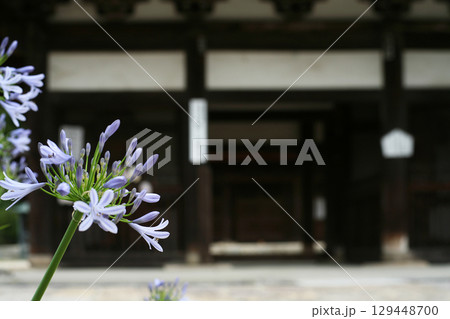 寺院の楼門と青い花 寺院の楼門と青い花 129448700