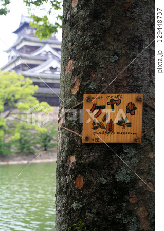 公園にある樹木名札 129448737