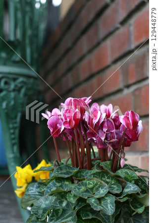 レンガ塀とシクラメンの鉢植え 129448779