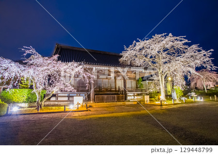 妙満寺　桜 129448799