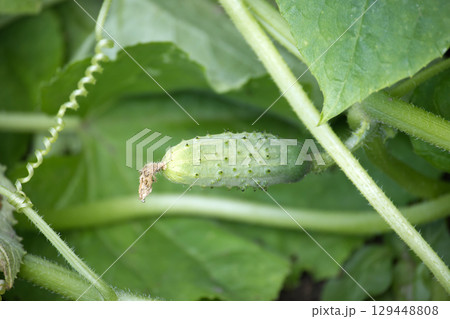 Fresh Green Cucumber Growing on Vine Among Green Leaves in Garden 129448808