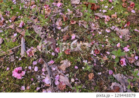 地面に落ちた花びら 地面に落ちた花びら 129448879