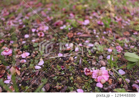 地面に落ちた花 地面に落ちた花 129448880