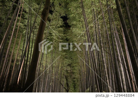 竹林のある風景 竹林のある風景 129448884